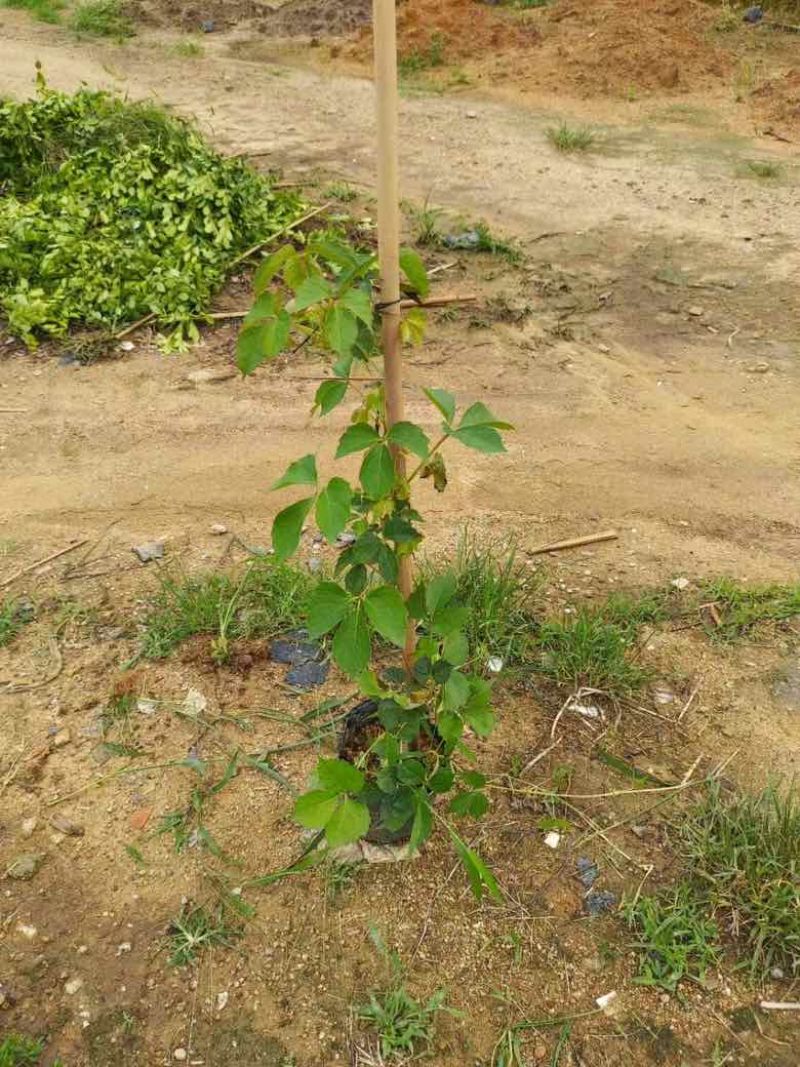 爬山虎3斤袋7斤袋10斤袋，各种规格低价出售