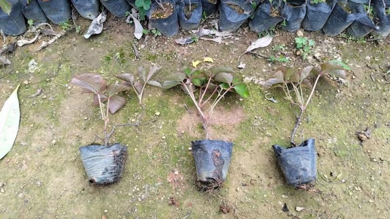 爬山虎3斤袋7斤袋10斤袋，各种规格低价出售