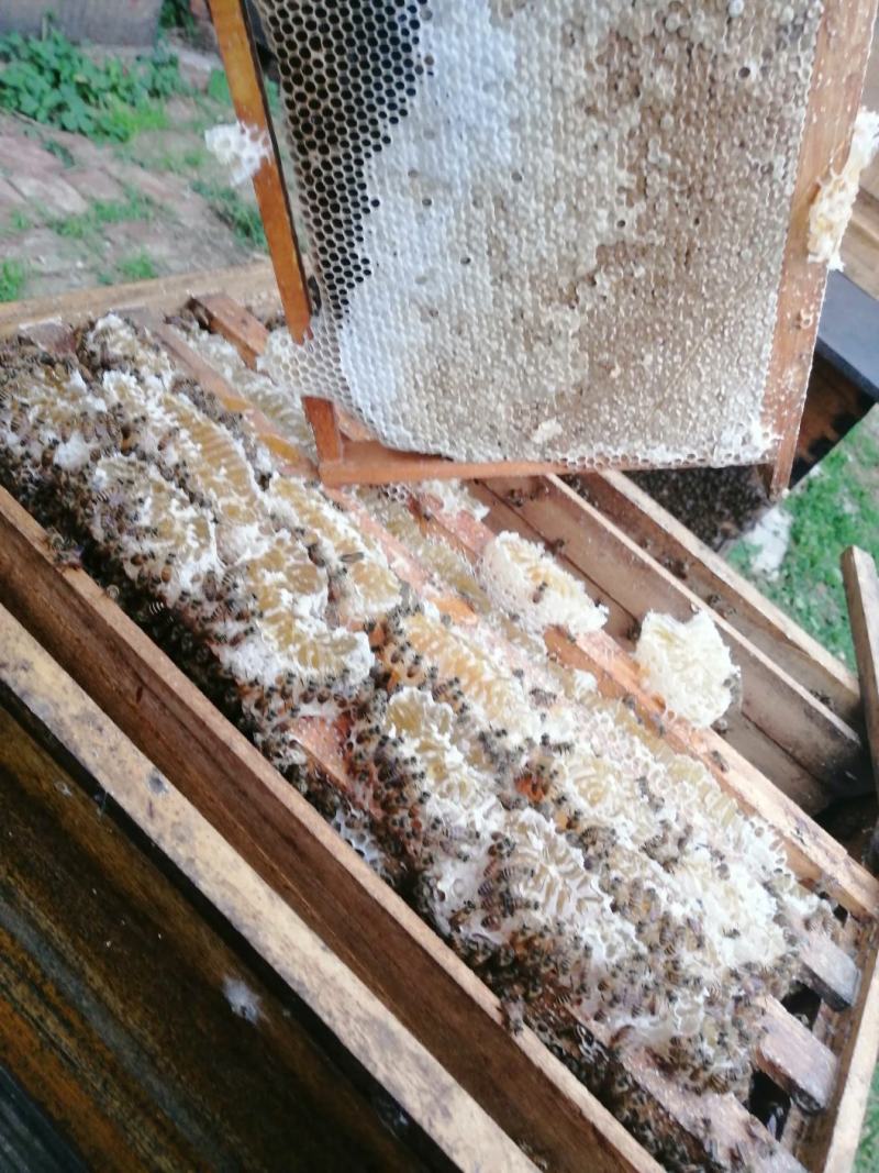 自家养的纯蜂蜜精品土蜂蜜量大从优欢迎来电咨询