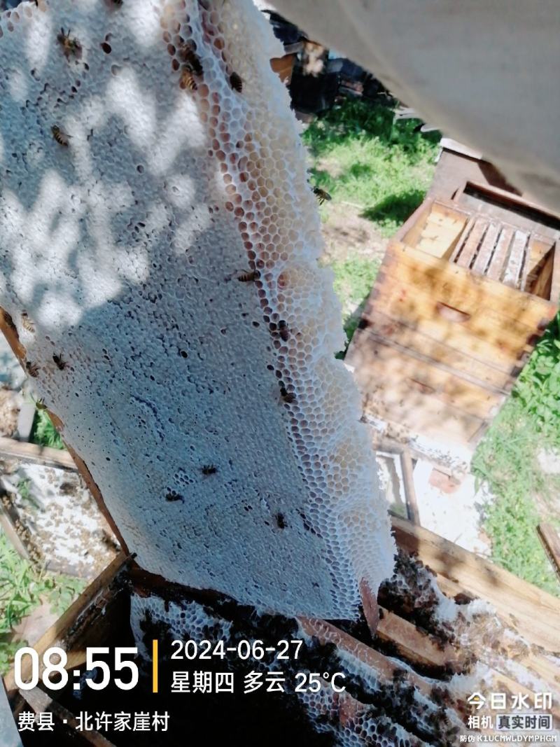 自家养的纯蜂蜜精品土蜂蜜量大从优欢迎来电咨询