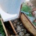 自家养的纯蜂蜜精品土蜂蜜量大从优欢迎来电咨询