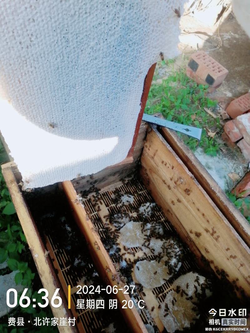 自家养的纯蜂蜜精品土蜂蜜量大从优欢迎来电咨询