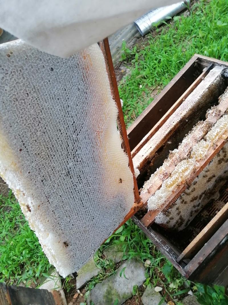 自家养的纯蜂蜜精品土蜂蜜量大从优欢迎来电咨询