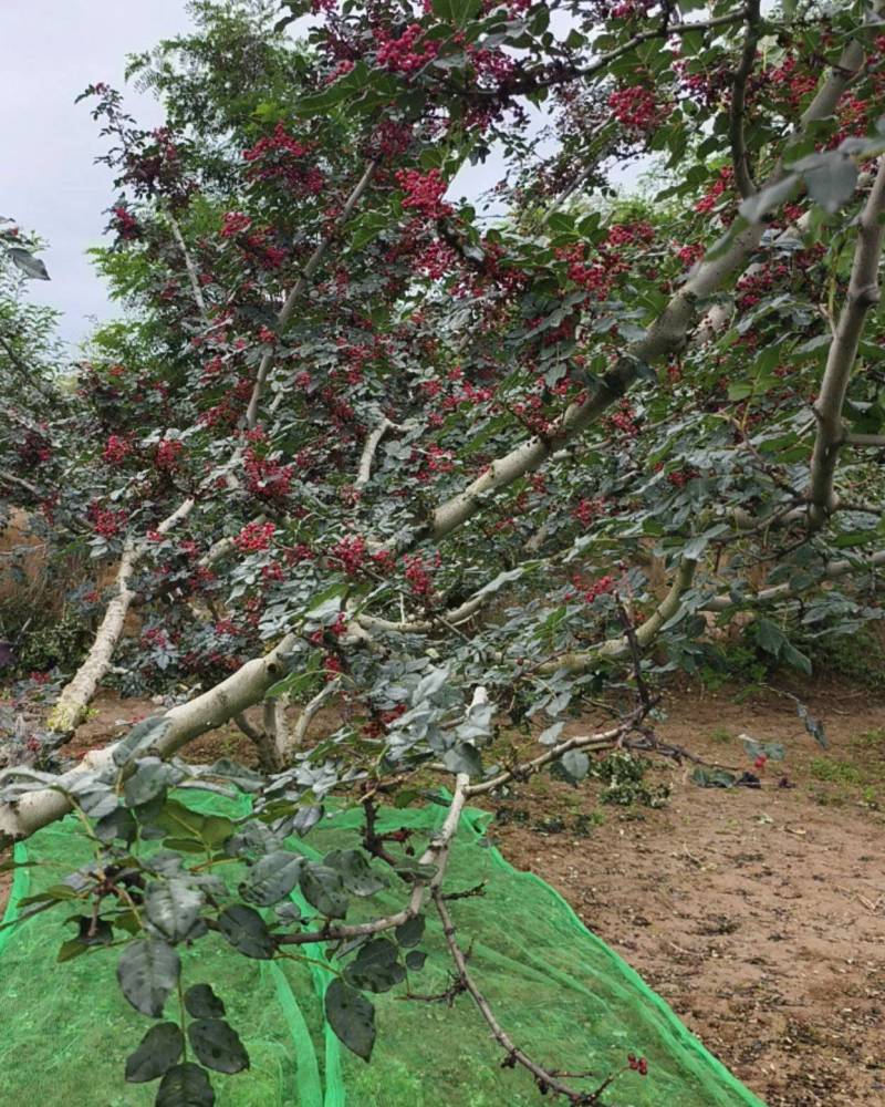 甘肃天水花椒