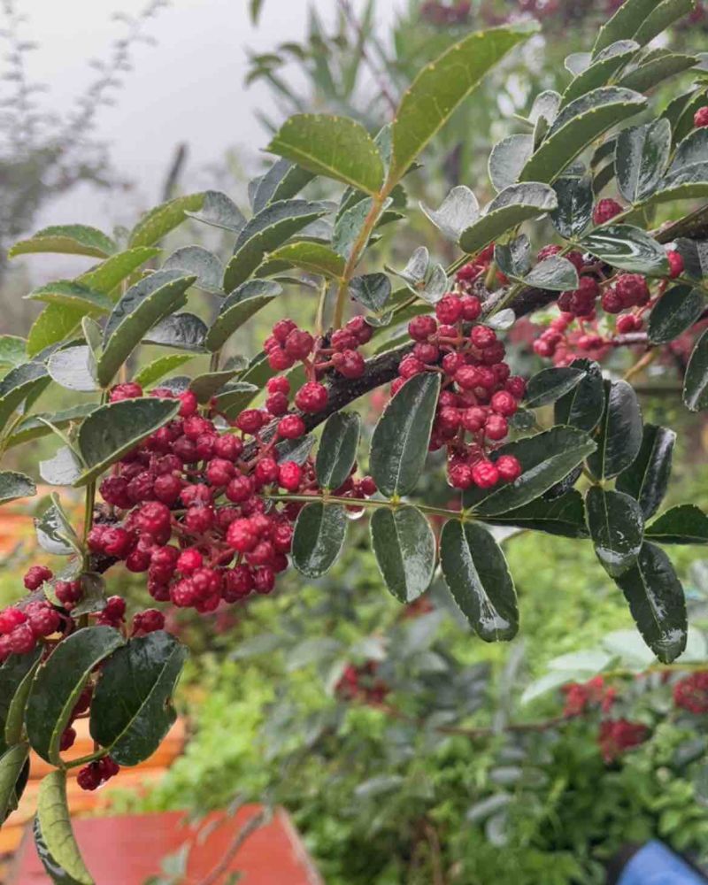 2024新鲜红花椒特麻特香湿花椒现摘鲜嫩大红袍花椒花椒