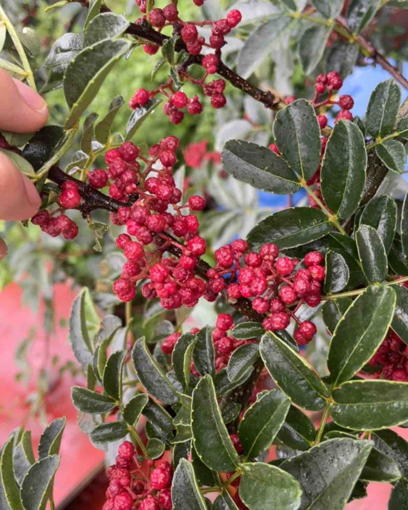 2024新鲜红花椒特麻特香湿花椒现摘鲜嫩大红袍花椒花椒