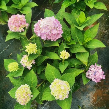 绣球