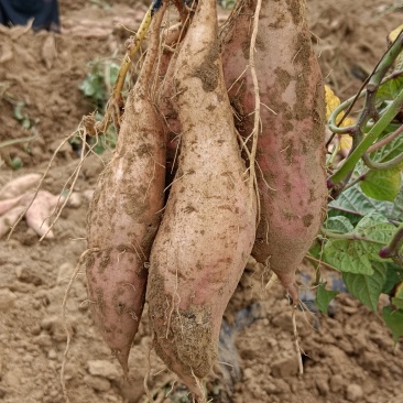 红薯可以联系我