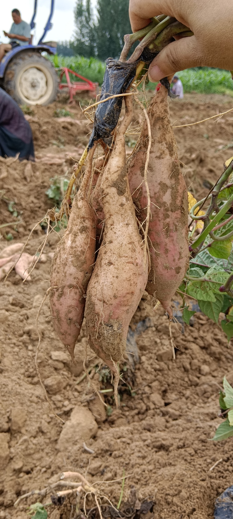 红薯可以联系我