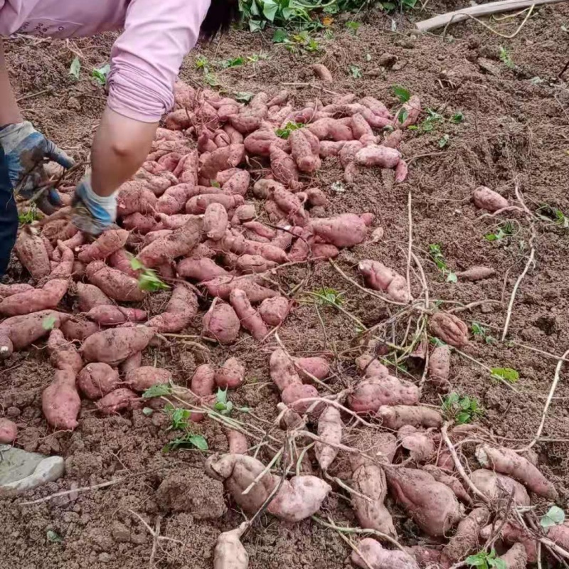 重庆武隆纯手工红薯粉条