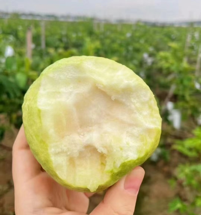 南沙番石榴