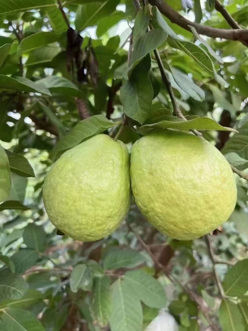 南沙番石榴
