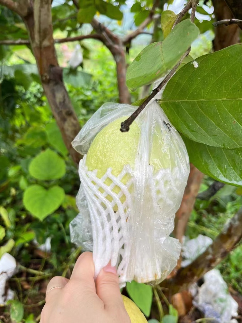 南沙番石榴
