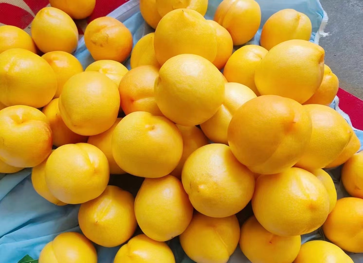 展示不同品种的黄油桃,颜色和大小各异,排列整齐 黄油桃不同品种展示