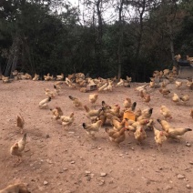 200天老母鸡跑山鸡正宗皖南土鸡九华山老母鸡