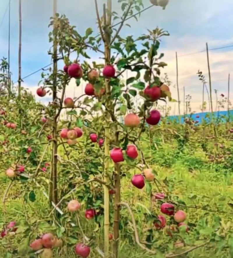 早熟苹果