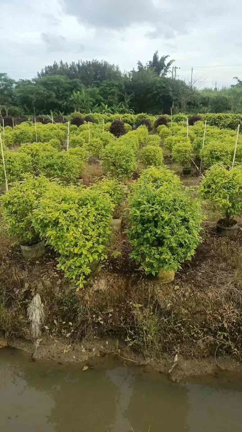 金叶连翘