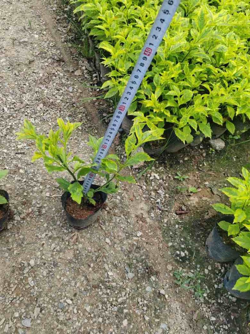 金叶连翘