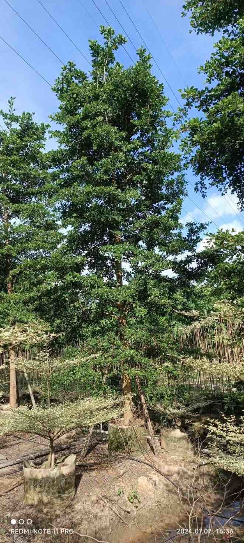 全冠小叶榄仁10～13公分基地直发规格齐全品质优质