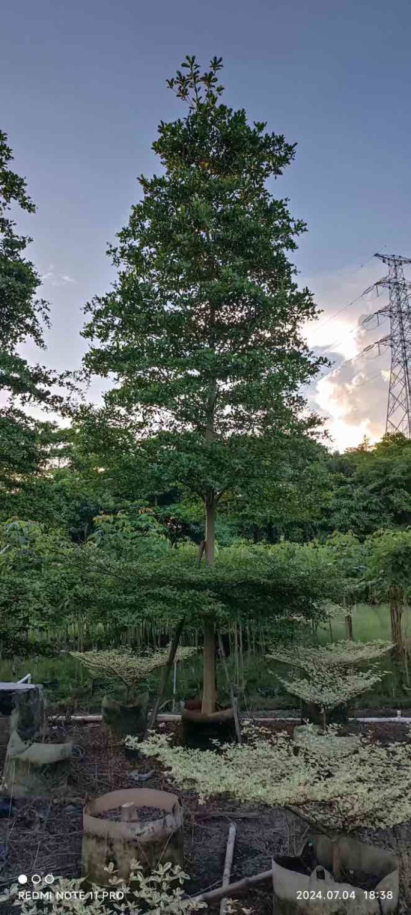 全冠小叶榄仁10～13公分基地直发规格齐全品质优质