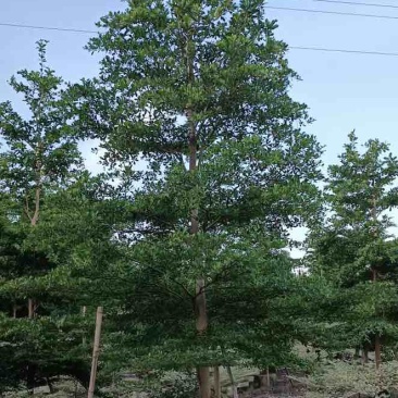 全冠小叶榄仁10～13公分基地直发规格齐全品质优质