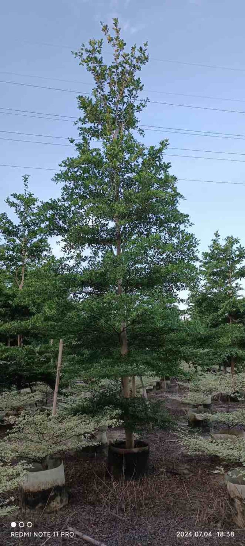 全冠小叶榄仁10～13公分基地直发规格齐全品质优质