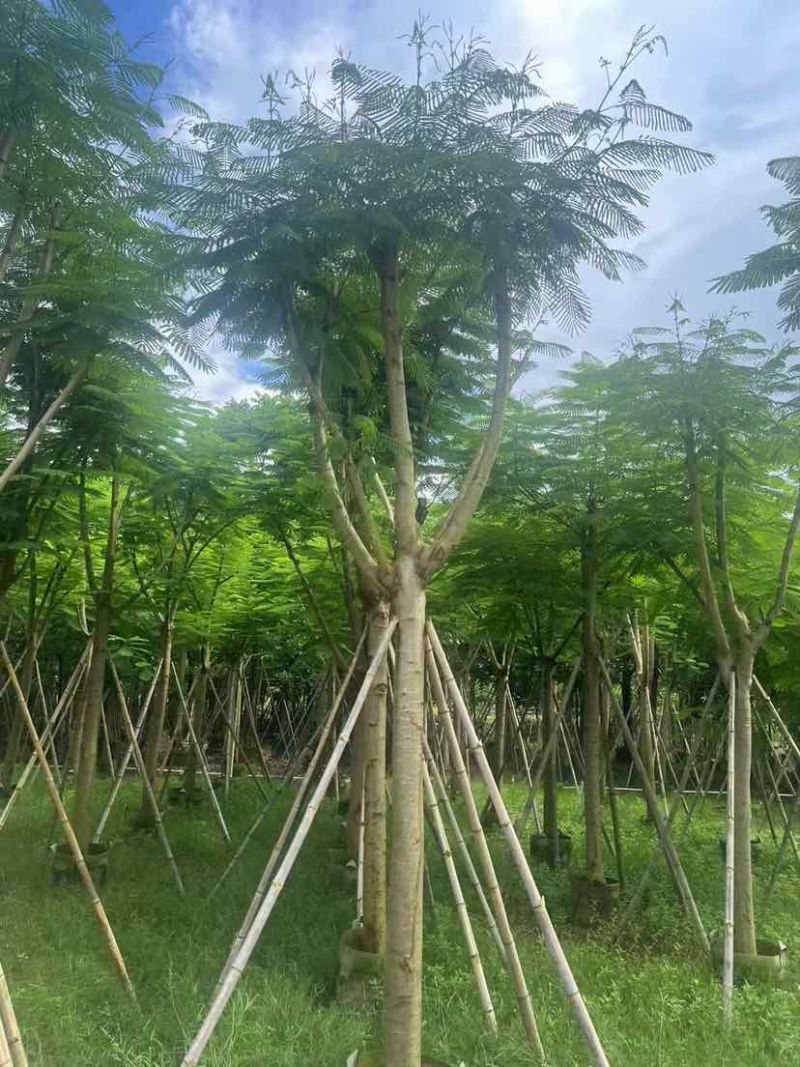 骨架红花楹树12～15公分基地大小规格齐全质量优质