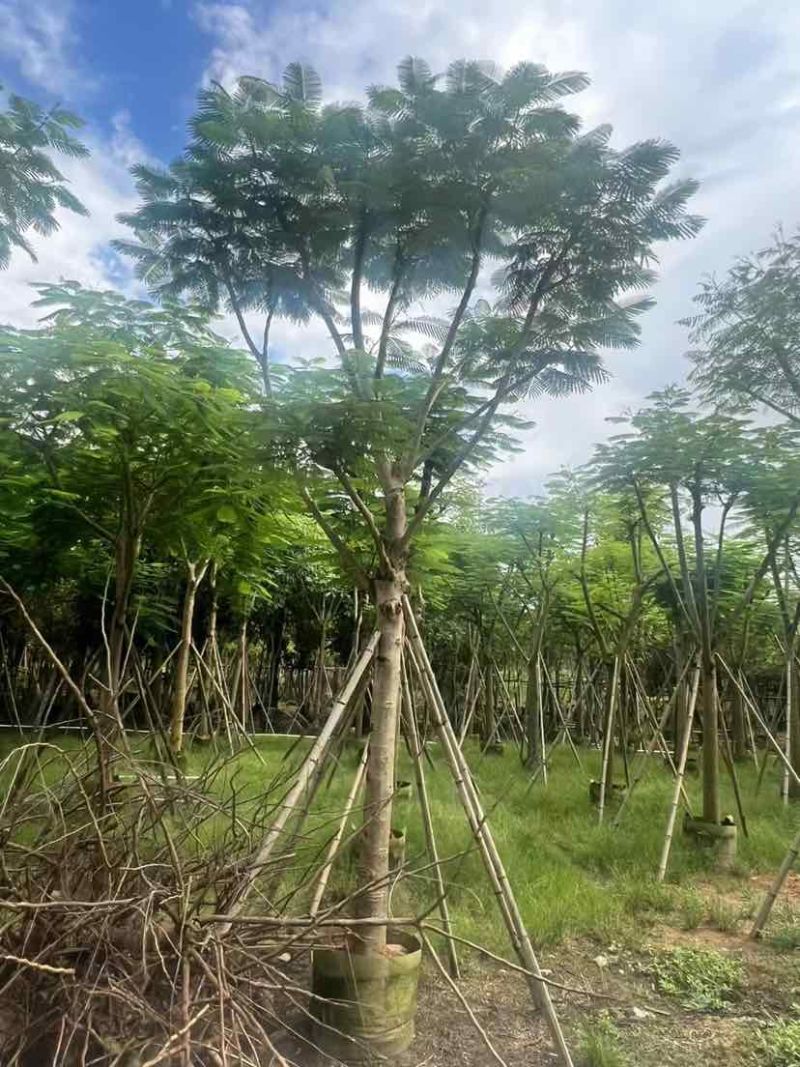 骨架红花楹树12～15公分基地大小规格齐全质量优质