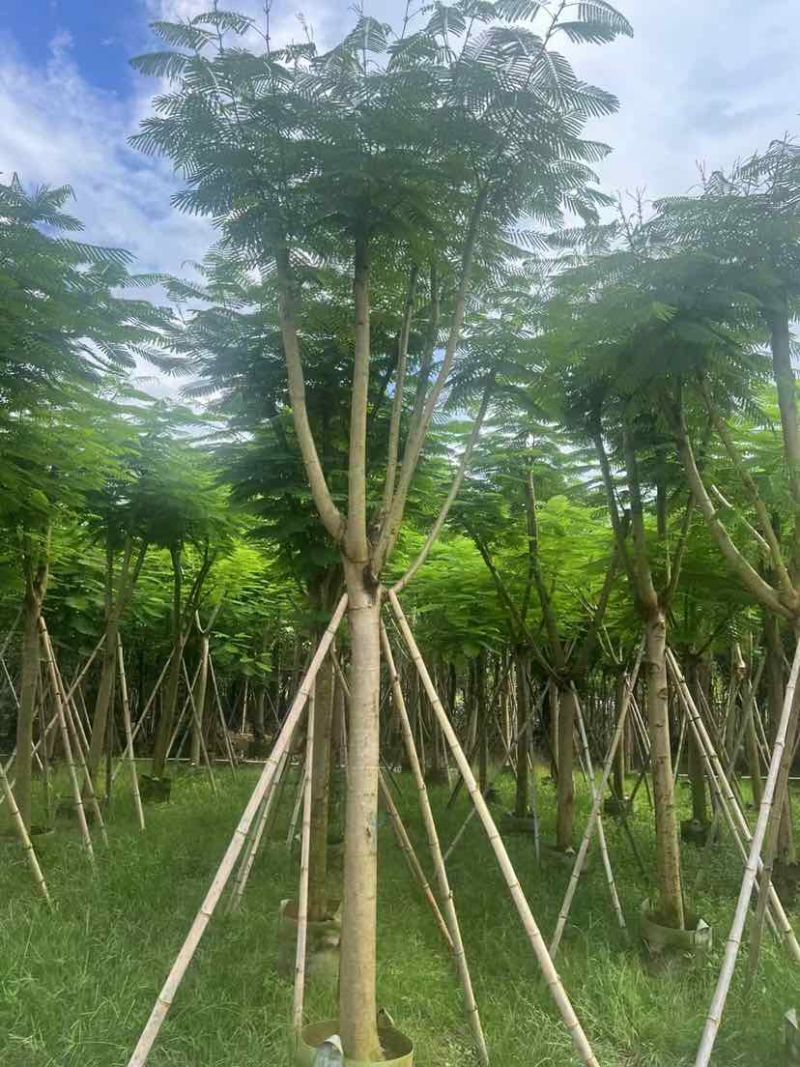 骨架红花楹树12～15公分基地大小规格齐全质量优质