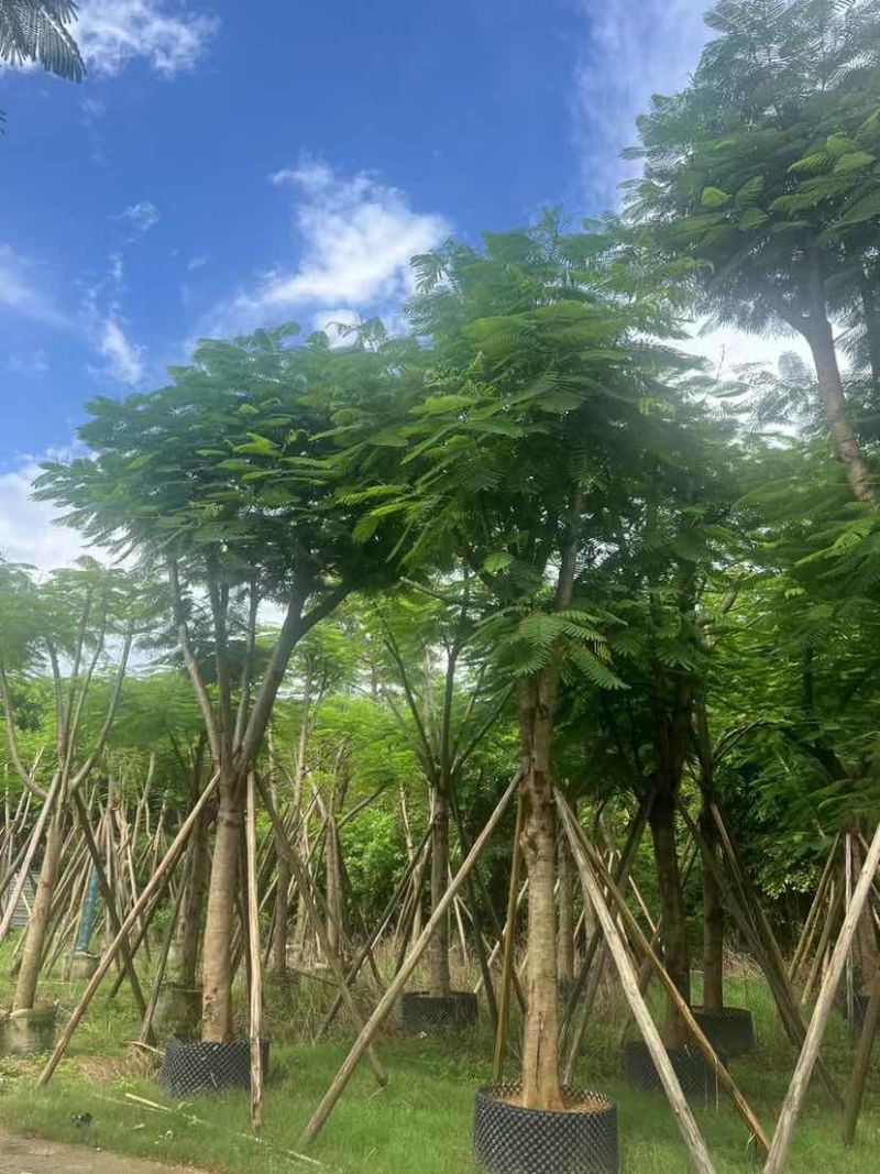 骨架红花楹树12～15公分基地大小规格齐全质量优质