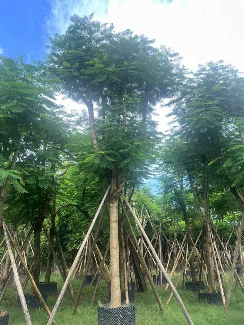 骨架红花楹树12～15公分基地大小规格齐全质量优质
