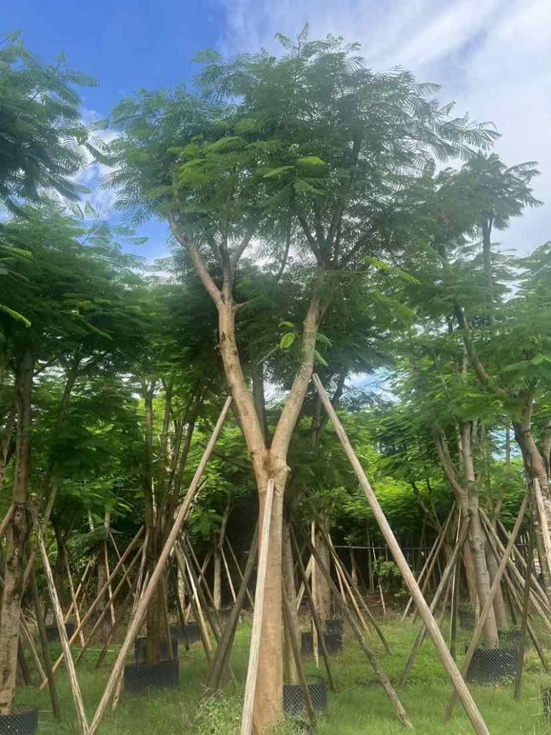 骨架红花楹树12～15公分基地大小规格齐全质量优质