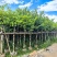 紫金花/红花紫荆8～12公分基地直发大小规格齐全品质优质