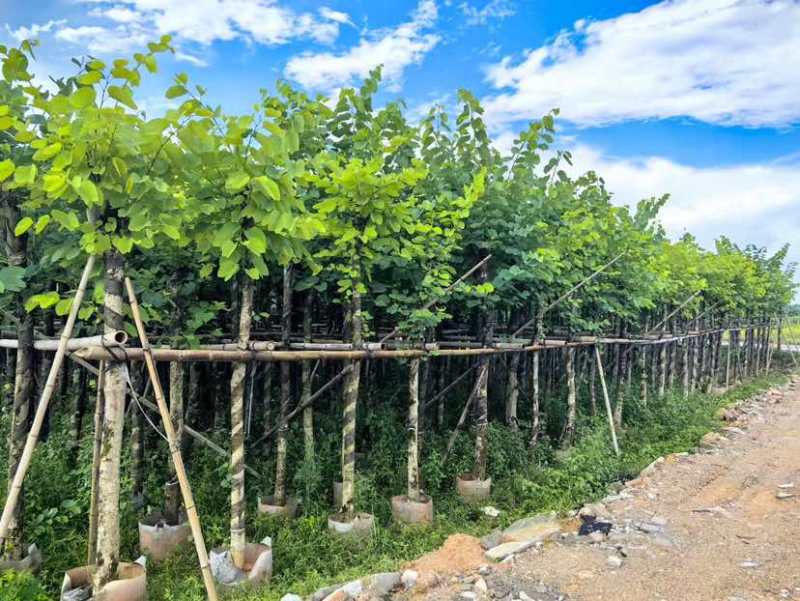 紫金花/红花紫荆8～12公分基地直发大小规格齐全品质优质