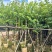 紫金花/红花紫荆8～12公分基地直发大小规格齐全品质优质
