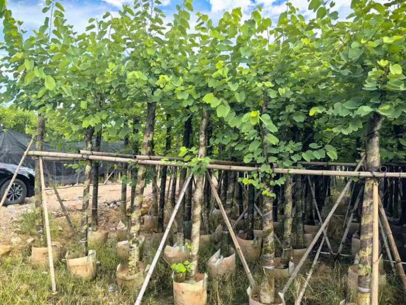 紫金花/红花紫荆8～12公分基地直发大小规格齐全品质优质