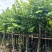 紫金花/红花紫荆8～12公分基地直发大小规格齐全品质优质
