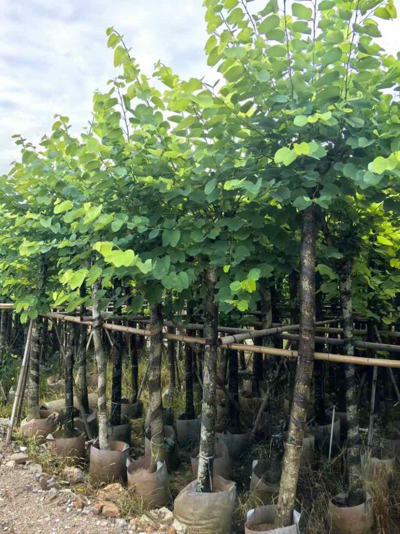 紫金花/红花紫荆8～12公分基地直发大小规格齐全品质优质