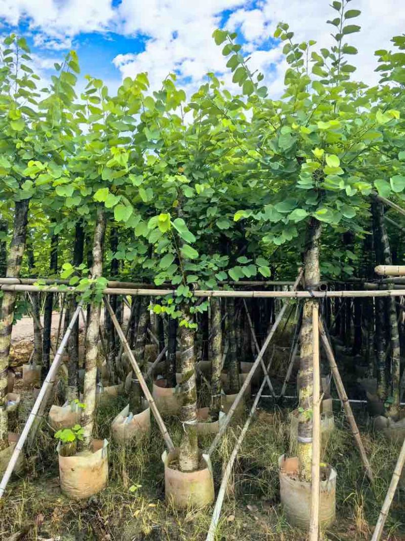 紫金花/红花紫荆8～12公分基地直发大小规格齐全品质优质