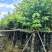 紫金花/红花紫荆8～12公分基地直发大小规格齐全品质优质
