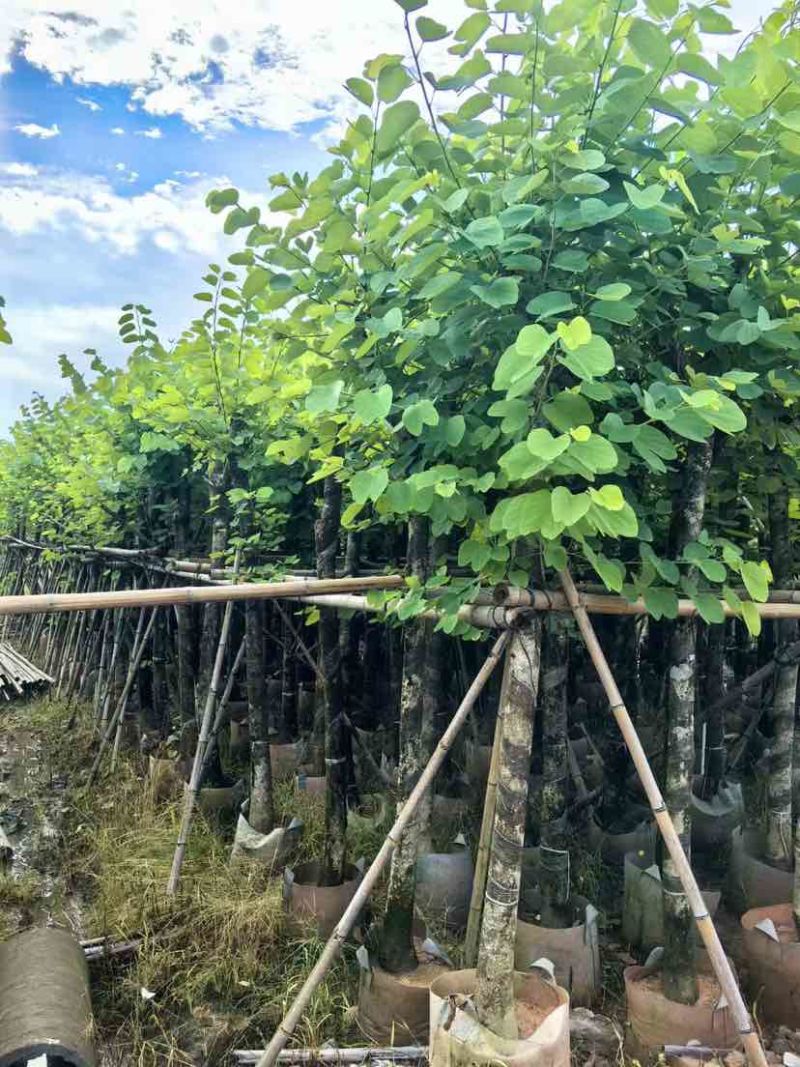 紫金花/红花紫荆8～12公分基地直发大小规格齐全品质优质