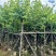 紫金花/红花紫荆8～12公分基地直发大小规格齐全品质优质