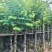 紫金花/红花紫荆8～12公分基地直发大小规格齐全品质优质