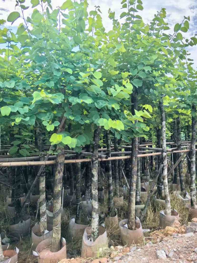 紫金花/红花紫荆8～12公分基地直发大小规格齐全品质优质