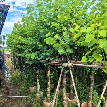 紫金花/红花紫荆8～12公分基地直发大小规格齐全品质优质