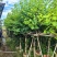 紫金花/红花紫荆8～12公分基地直发大小规格齐全品质优质