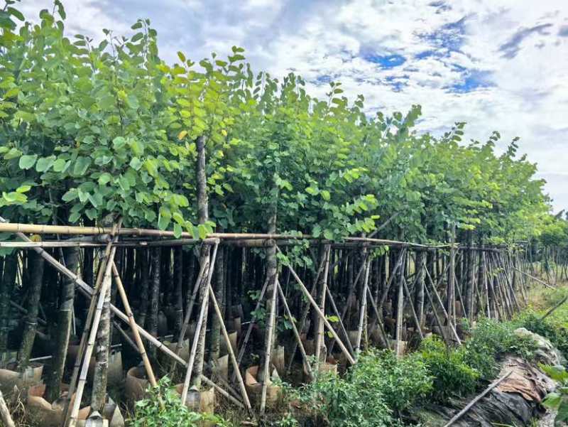 紫金花/红花紫荆8～12公分基地直发大小规格齐全品质优质
