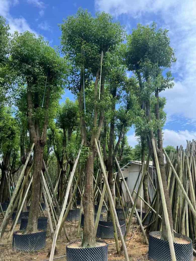 香樟骨架15-30分低价出售