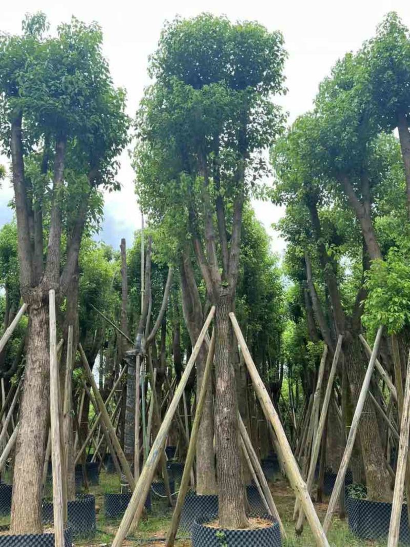 香樟骨架15-30分低价出售