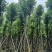 香樟骨架15-30分低价出售